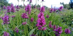 Betonica officinalis (Stachys monieri) 'Hummelo' Чистец